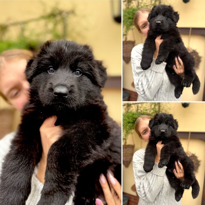 Owczarek Niemiecki Długowłosy - szczenię umaszczenie CZARNE