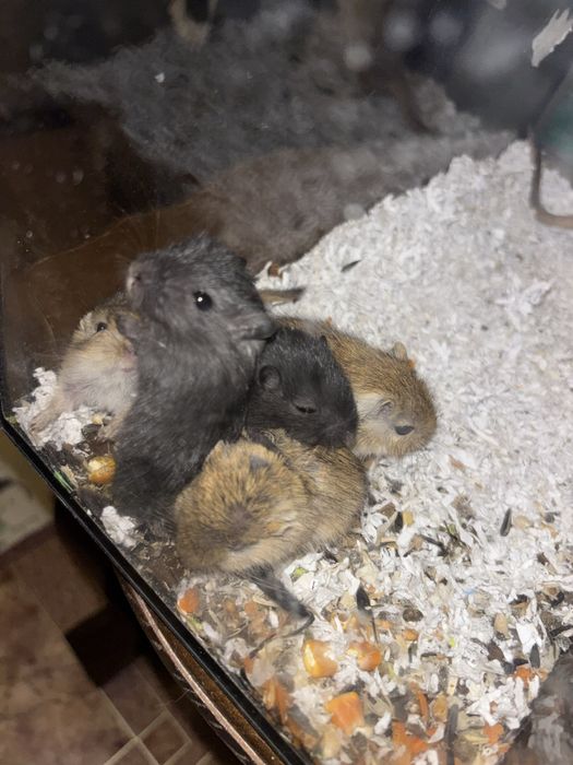 Продам Монгольських піщанок