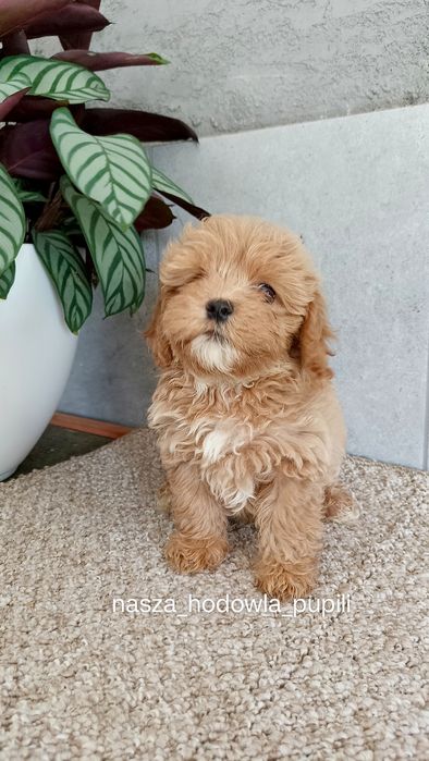 Maltipoo F1 piesek ze sprawdzonej hodowli
