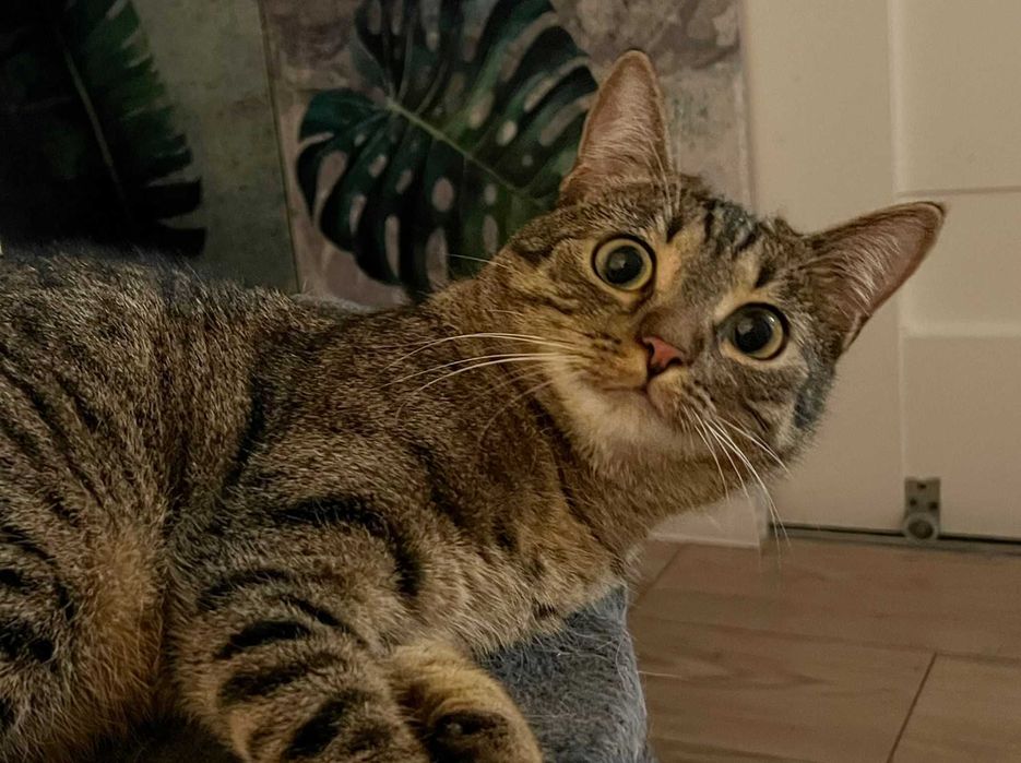 Lili cudowna młoda koteczka o przebojowym charakterze