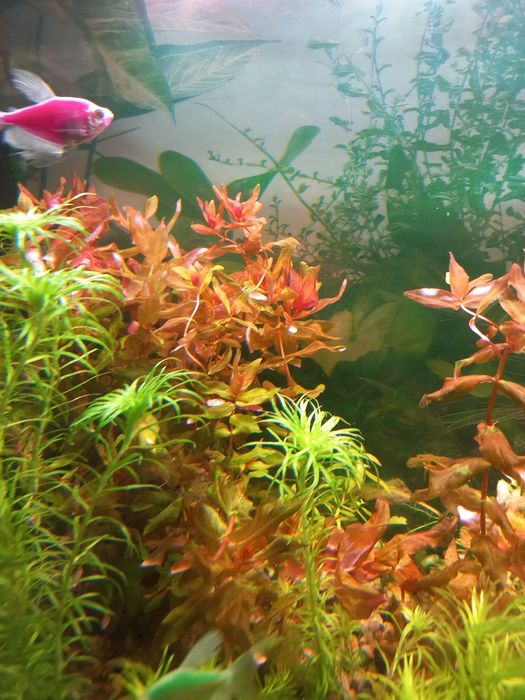 Аквариумные растения