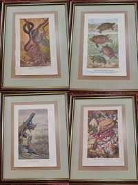 Антикварні Ілюстрації постери декор риби земноводні плазуни 18 шт