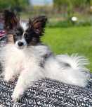 Papillon Spaniel miniaturowy kontynentalny - piesek tricolor ZKwP FCI
