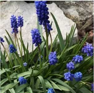 белые нарциссы луковицы