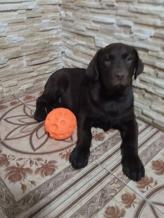 Лабрадори з документами розплідника є доставка до Німеччини