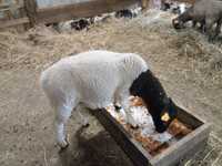 Tryki barany owce 75% Dorper