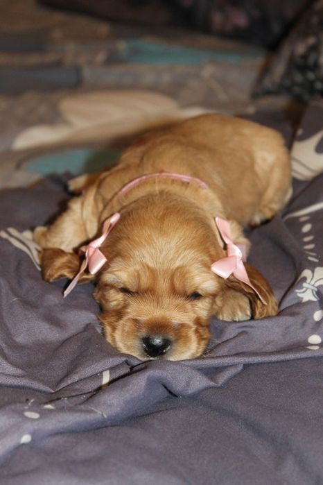 Англійський кокер-спанієль — ніжність, енергія та безмежна любов в одн