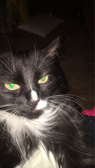 Кот для вязки