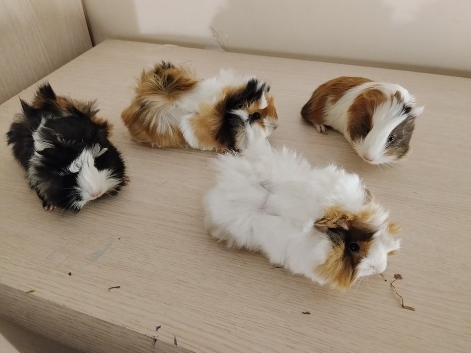 Świnki morskie długowłose samce