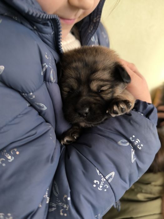Małe pieski szukają dobrego domu , oddam , za darmo.