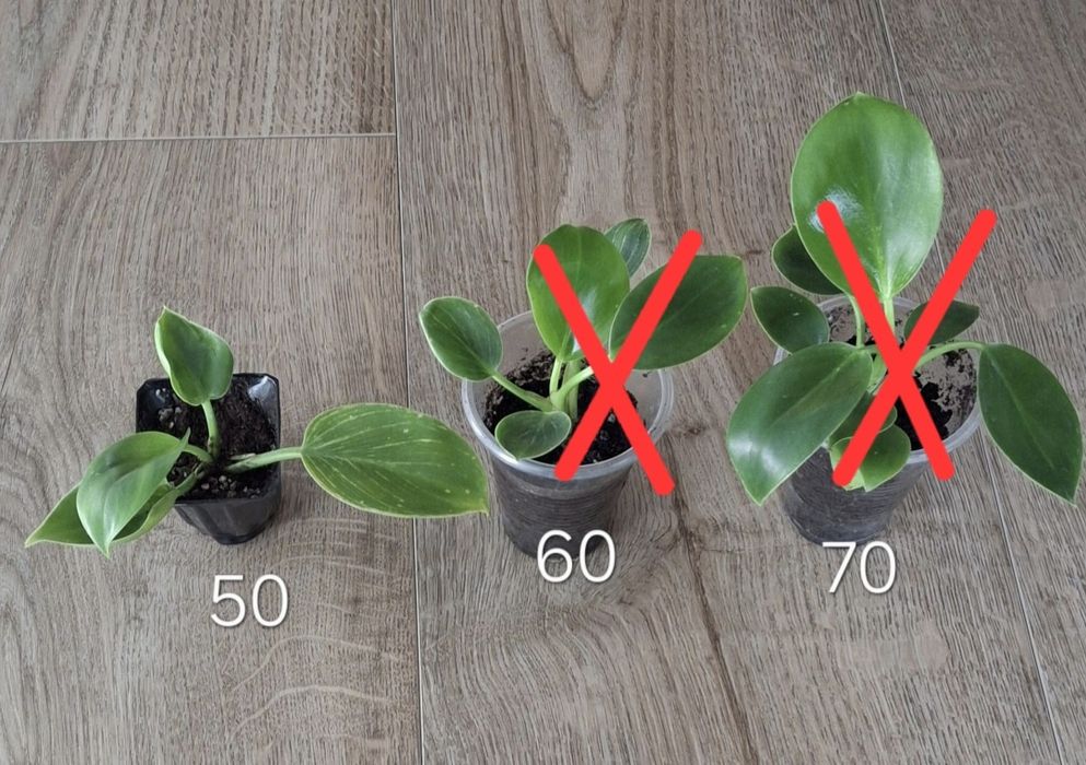 Діффенбахія,епіпремнум себі блу,філодендрон біркін,драцена