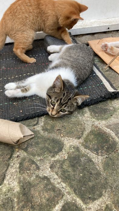 Gatinhos bebes para adocao