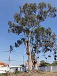 Corte de árvores difíceis / Difficult tree pruning and removal
