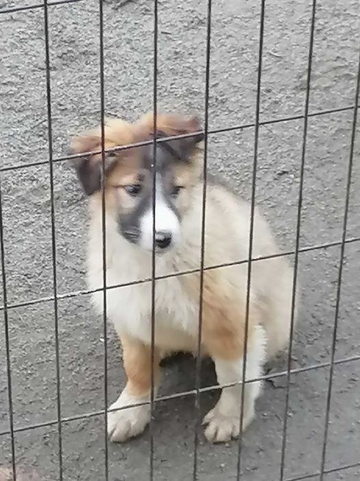 border collie szczeniak
