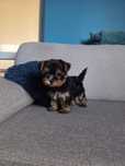 Yorkshire Terrier miniaturka