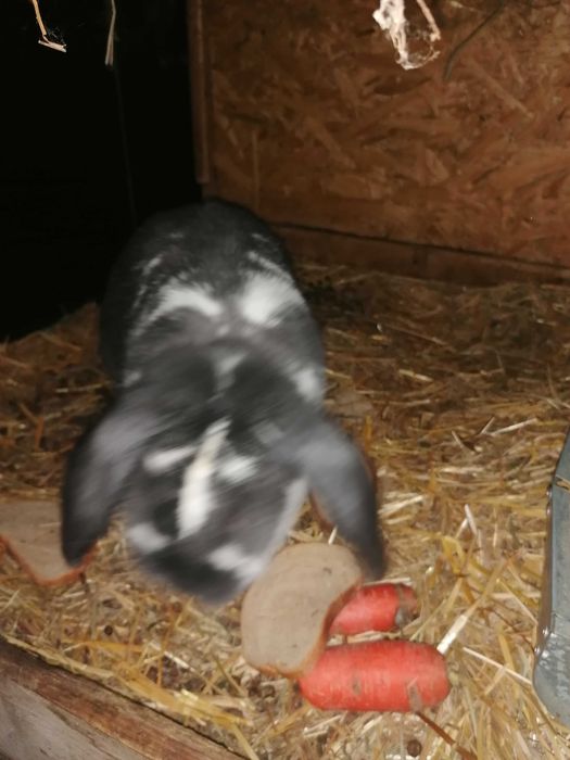 Sprzedam barany francuskie