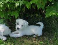 Suczka FCI Parson Russell Terrier szczenię