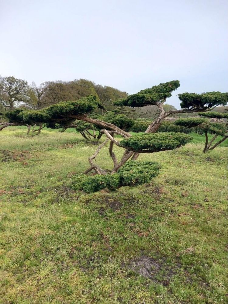 Bonsai-Niwaki formowane sosna cis jałowiec. Laurowiśnia jodła szmaragd
