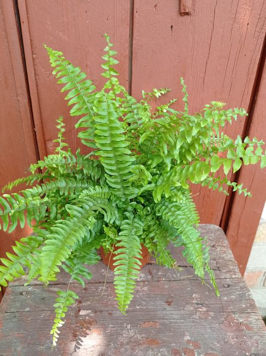 Папоротник Нефролепсис.