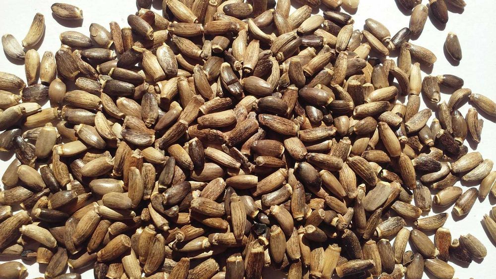 Ostropest ziarno na olej, opakowania 5 kg, 10 kg, 25 kg, 750 kg