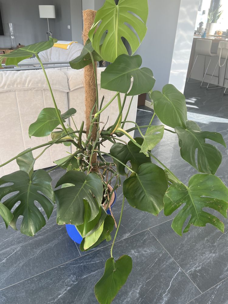 Monstera kwiat doniczkowy