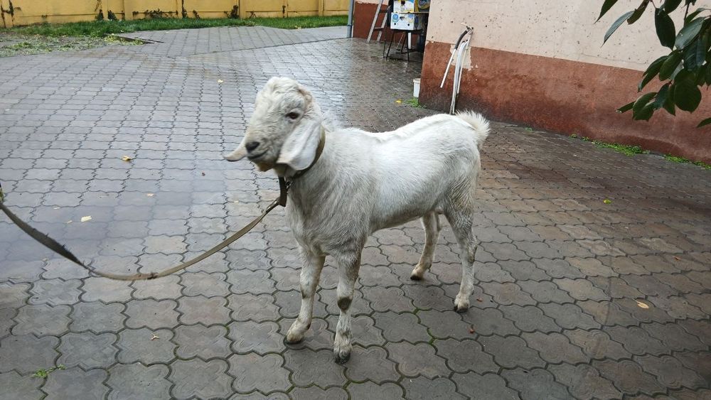 Продам Козла Англо-Нубиец