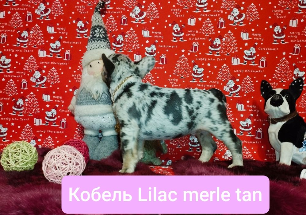 Обалденный кобелей Лилак мерле тан. Доставка по всему Миру.