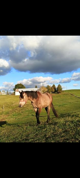 Wałach zmieni stajnie