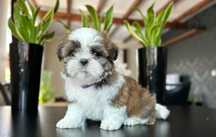 Sunia Shih tzu z dokumentami