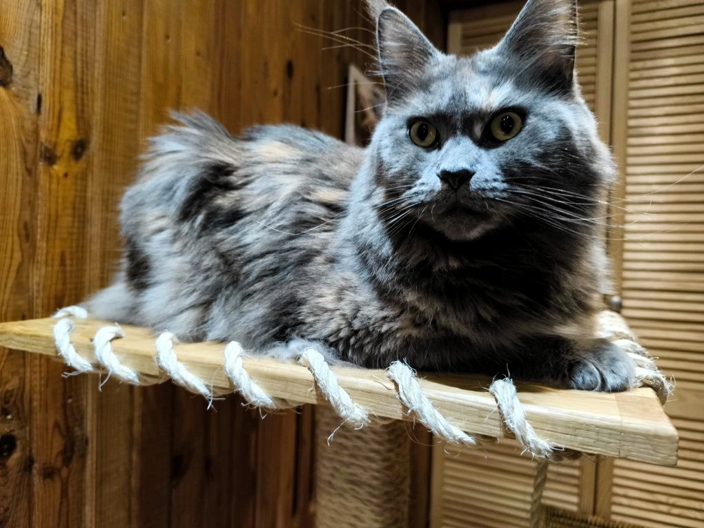 Drapak dla dużych kotów Maine coon, Ragdoll itp. ręczna robota