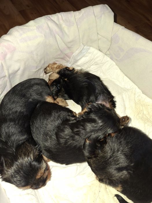 Pieski yorkshire terrier
