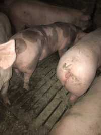 Продам мясних свиней
