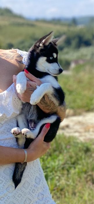 Аляскінський клі кай (міні хаскі)