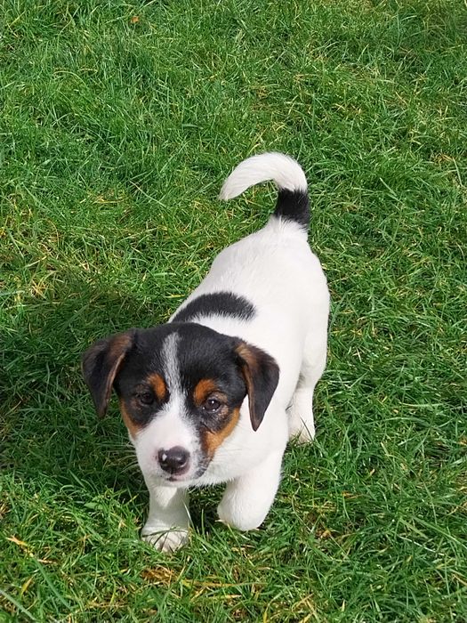 Jack Russell Terrier - Sunia