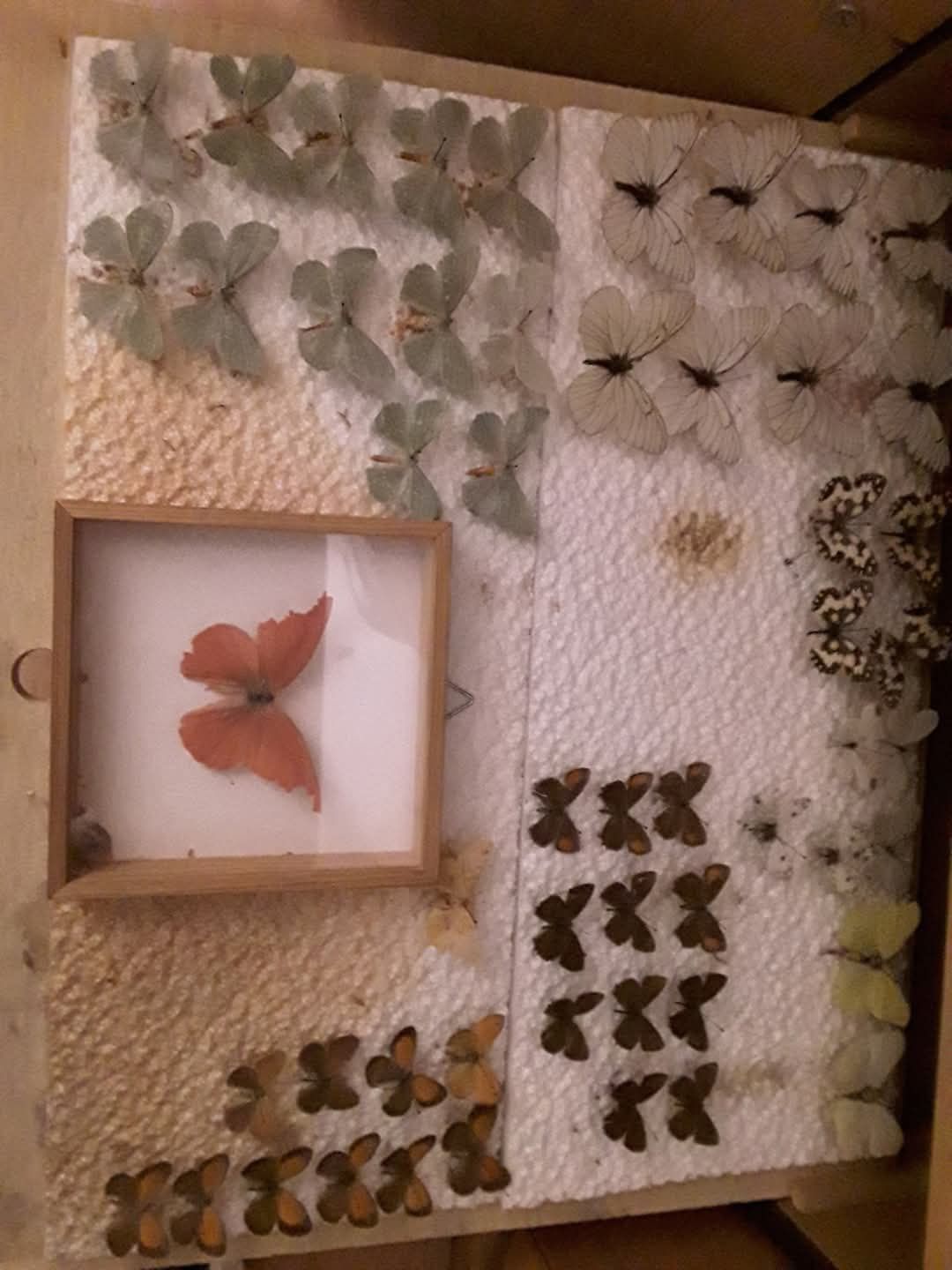 Kolekcja motyli zbierana 30 lat