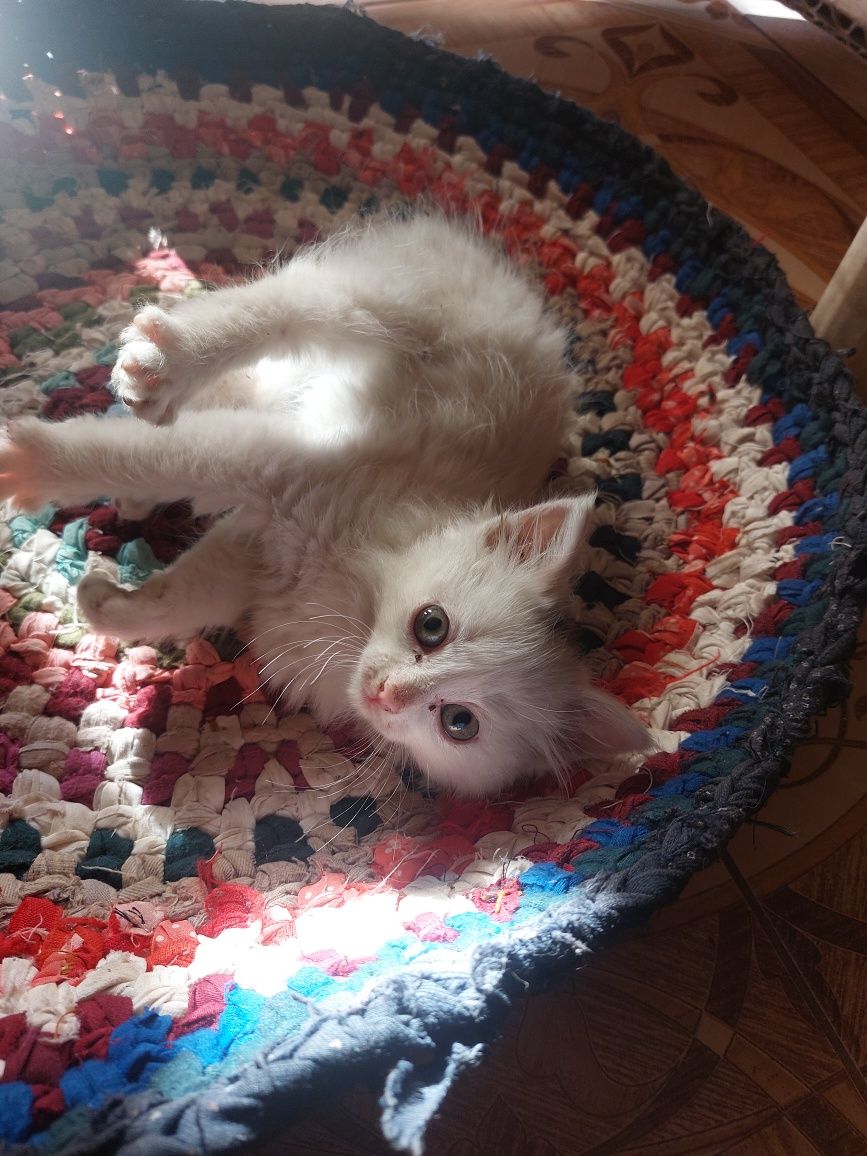 Кошечка в хорошие руки