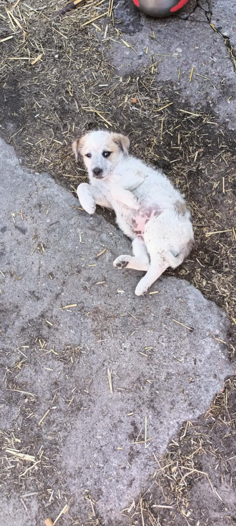 Oddam pieski w dobre ręce