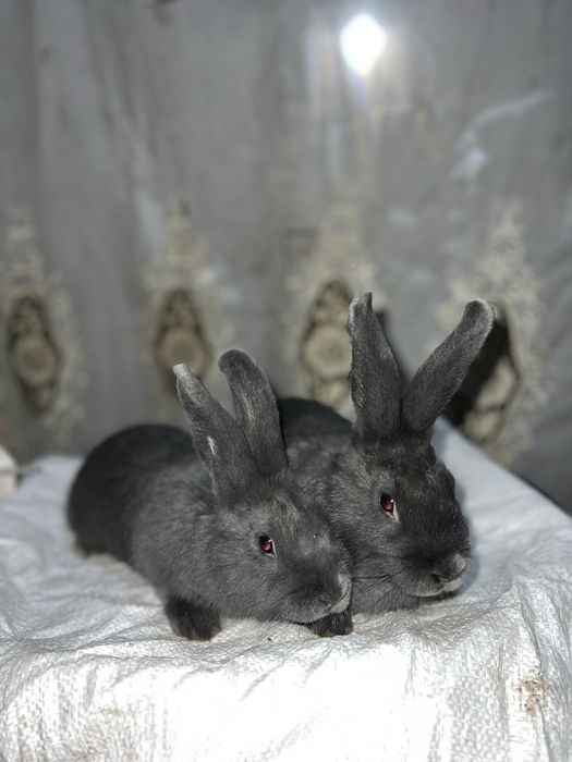 Віденьська голуба