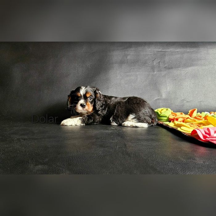Cavalier King Charles Spaniel piesek