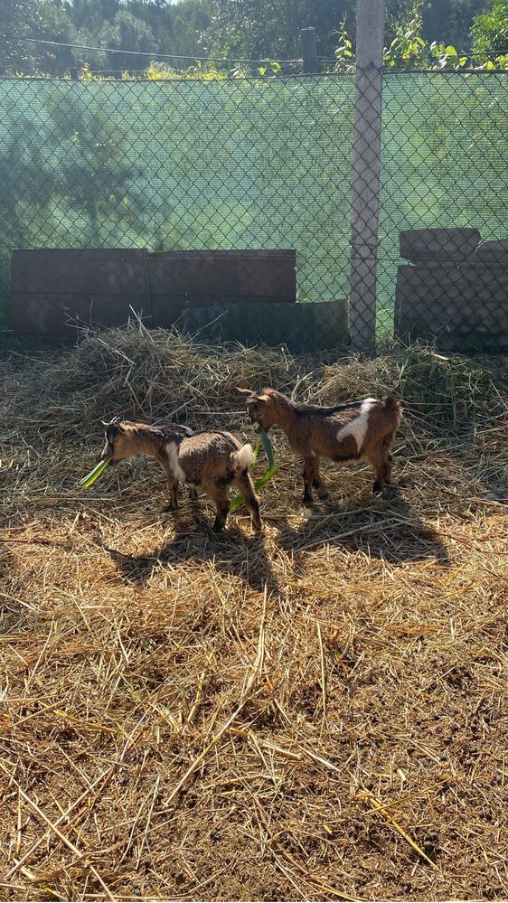 Lote de cabras anas