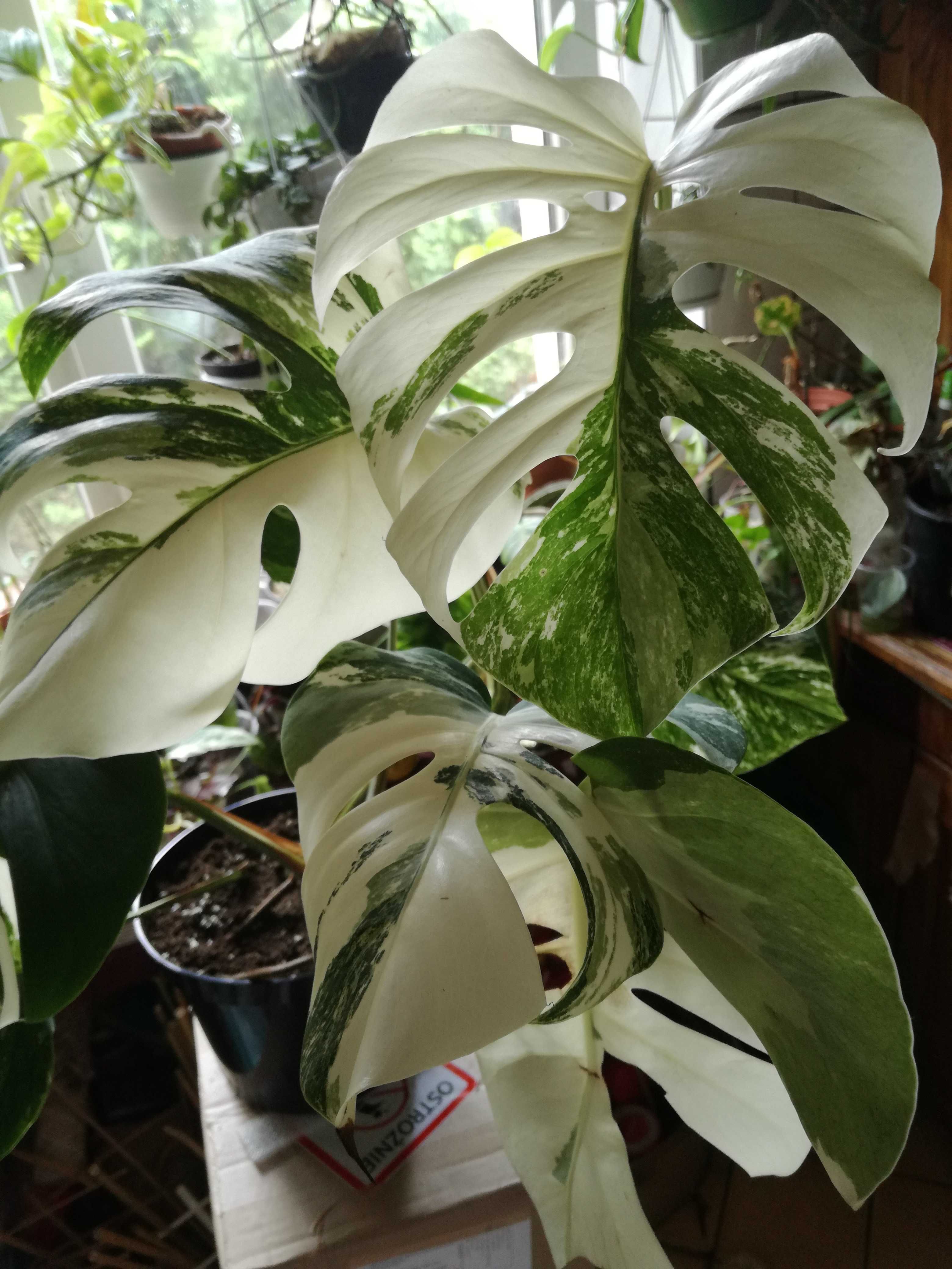 Monstera Alba Variegata biała NOWA !  jedwab Philodendron filodendron