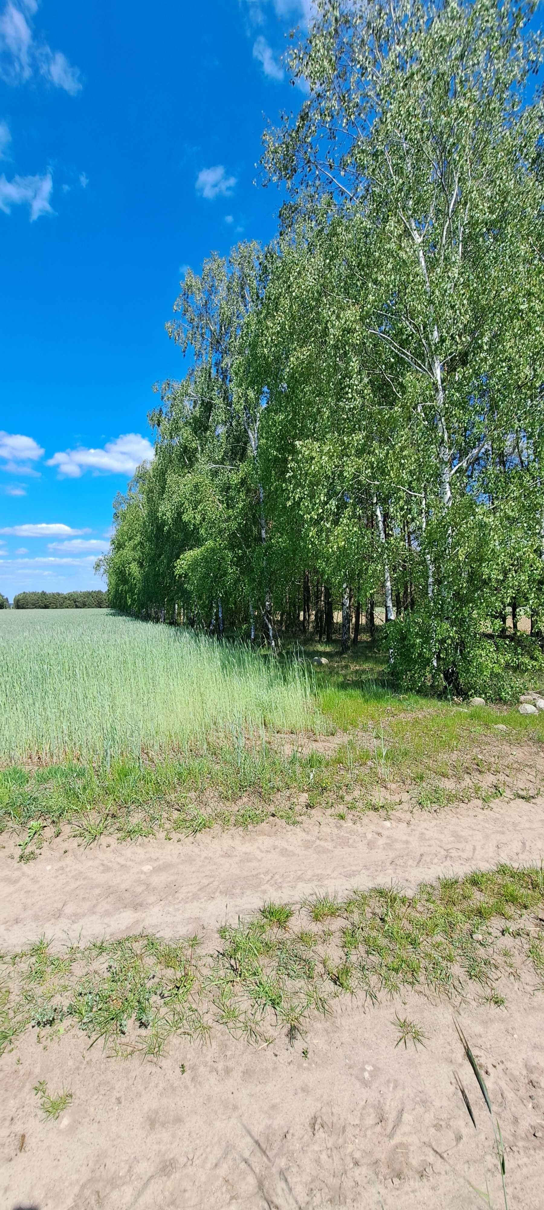 Sprzedam las z działką 11576 m2