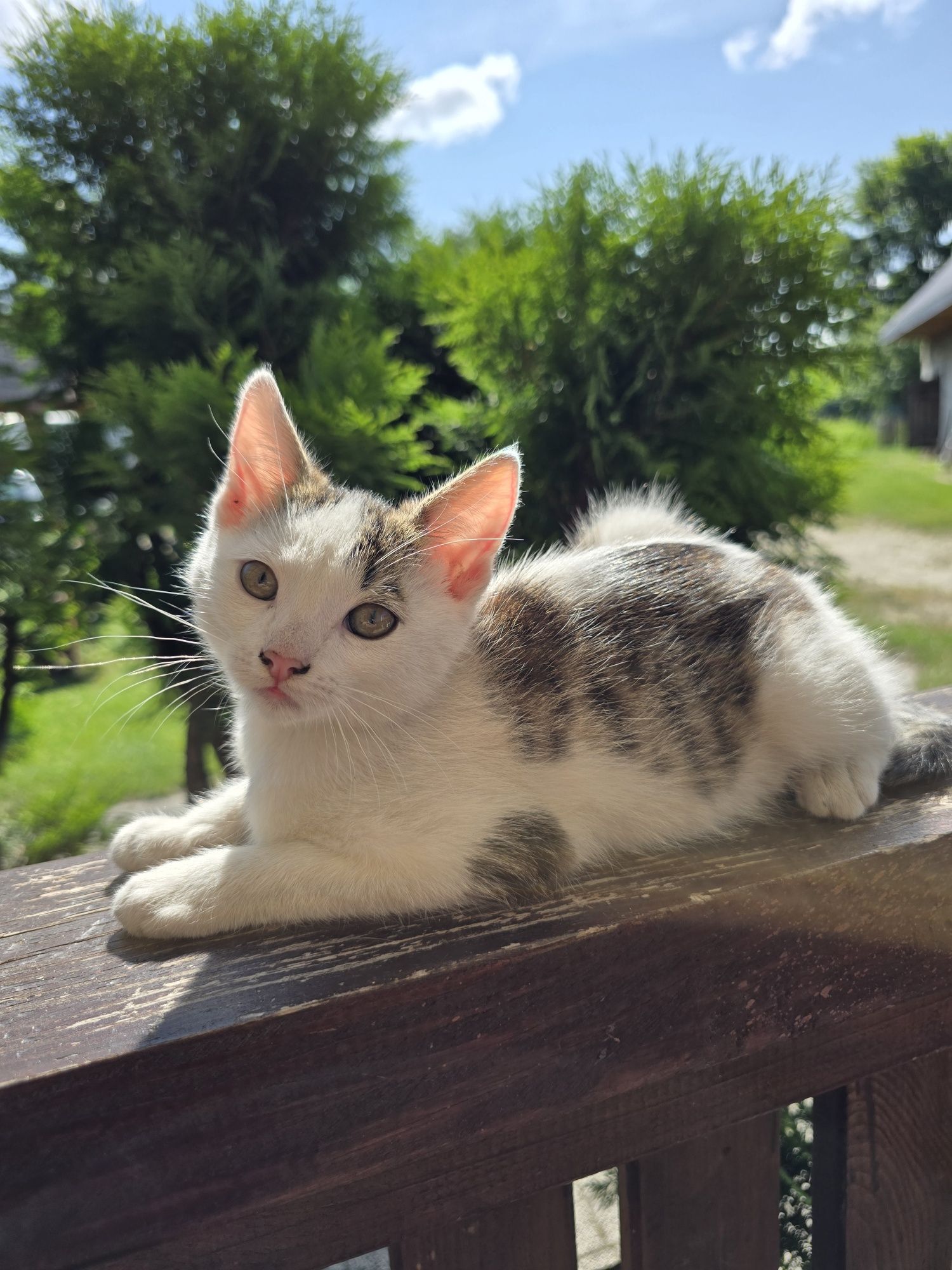 Oddam kotkę w dobre 3