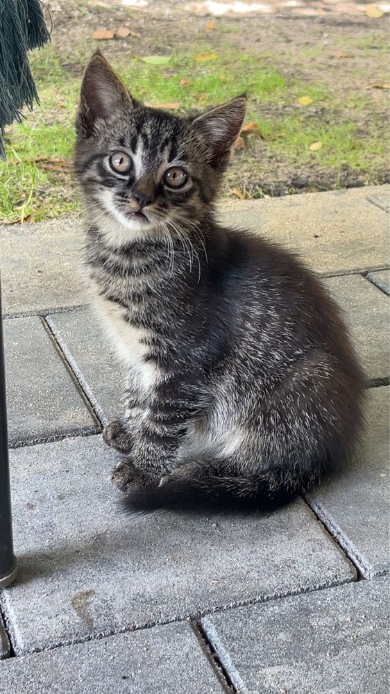 kotki do adopcji