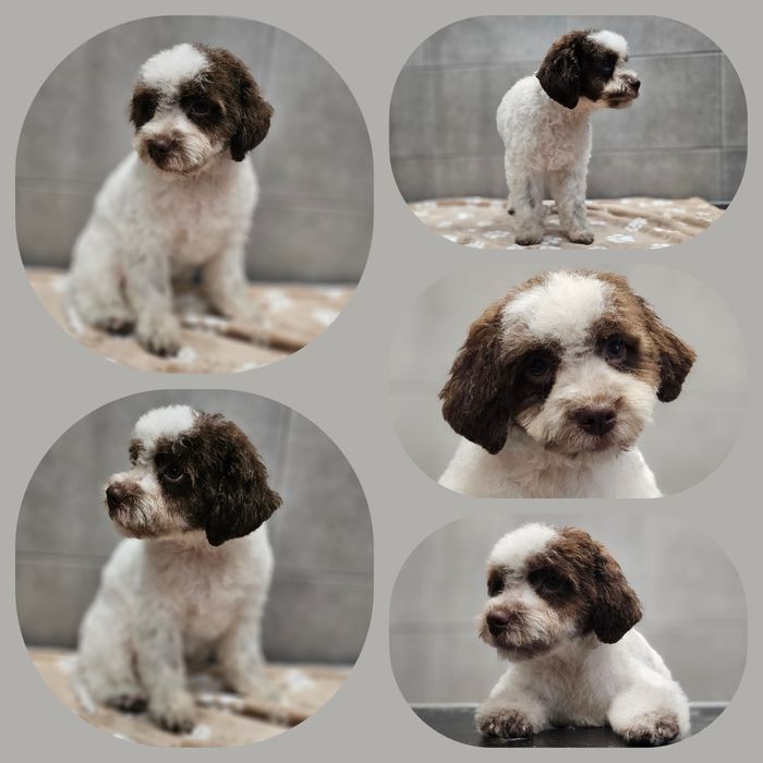 Lagotto Romagnolo FCI – biało-brązowa piesek z miotu FAIRY, Trufflove