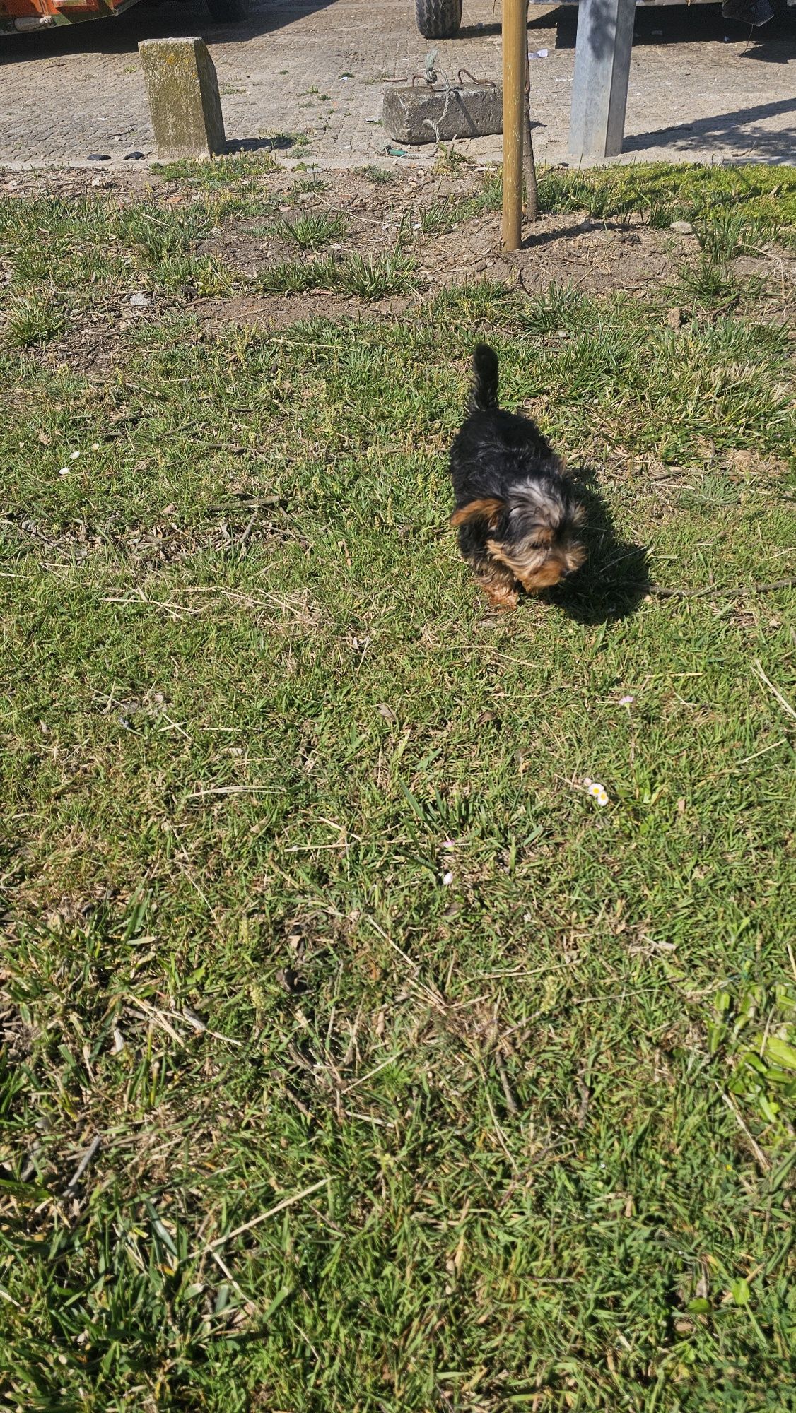 Yorkhire terrier fêmea