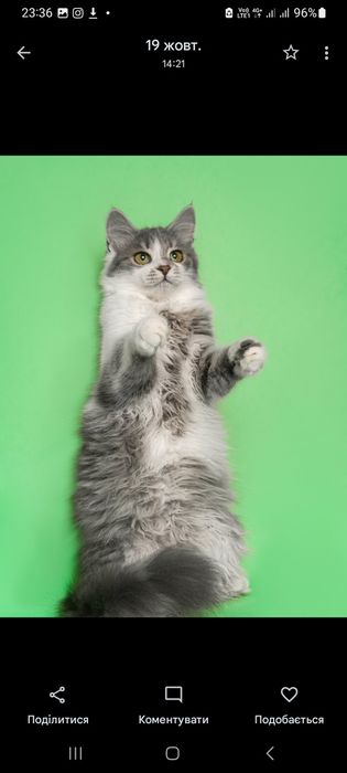 Чарівне пухнасте кошеня