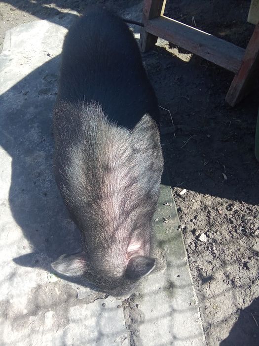 В'єтнамський кнур