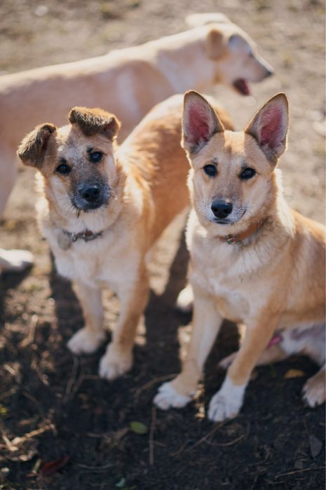 Песики в родину. Притулок
