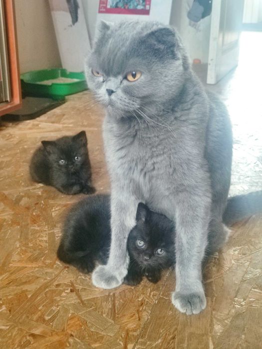 Котята продажа від шотландської висловухої  кішки